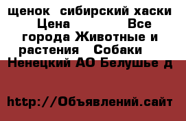 щенок  сибирский хаски › Цена ­ 12 000 - Все города Животные и растения » Собаки   . Ненецкий АО,Белушье д.